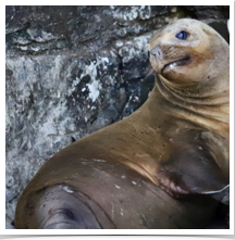 South American Sea Lion - Resting South American Sea Lion - Resting